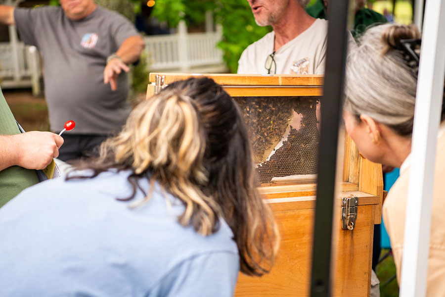 two people looking at bees