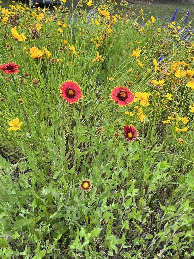 flowers